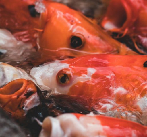 Karasie kolorowe – jak dodać blasku do swojego ogrodu wodnego?